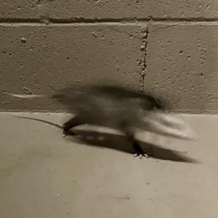 Simple Things_歌词_MyKey的歌曲_下载汽水音乐