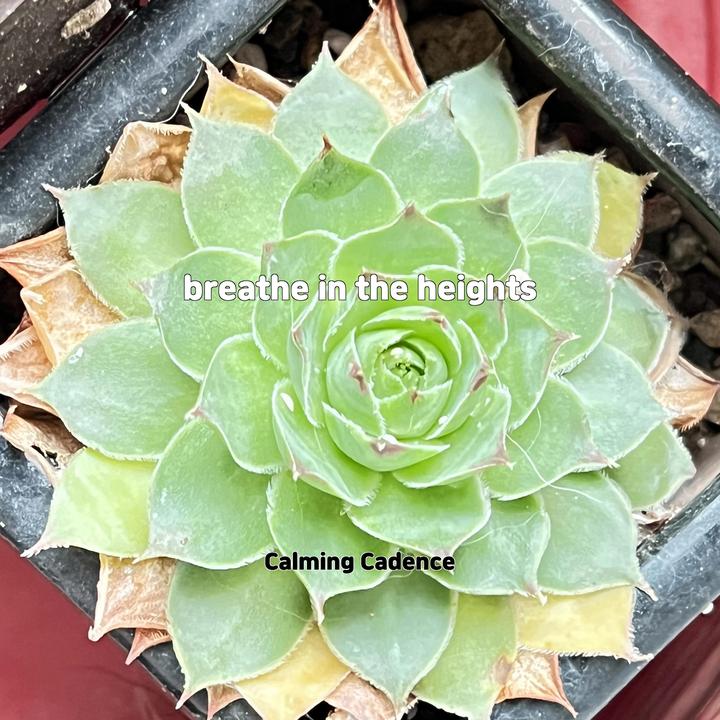 landowners meaning in hindi_歌词_Calming Cadence的歌曲_下载汽水音乐